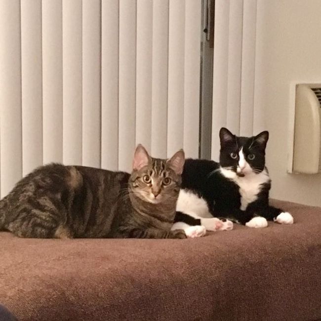 Let me see those fur babies!