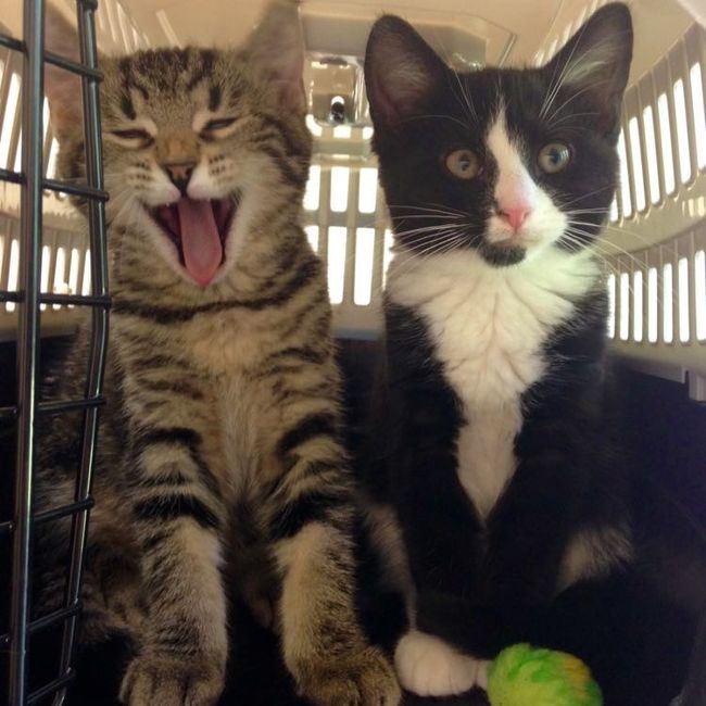 KWR: Who else missed their pets?
