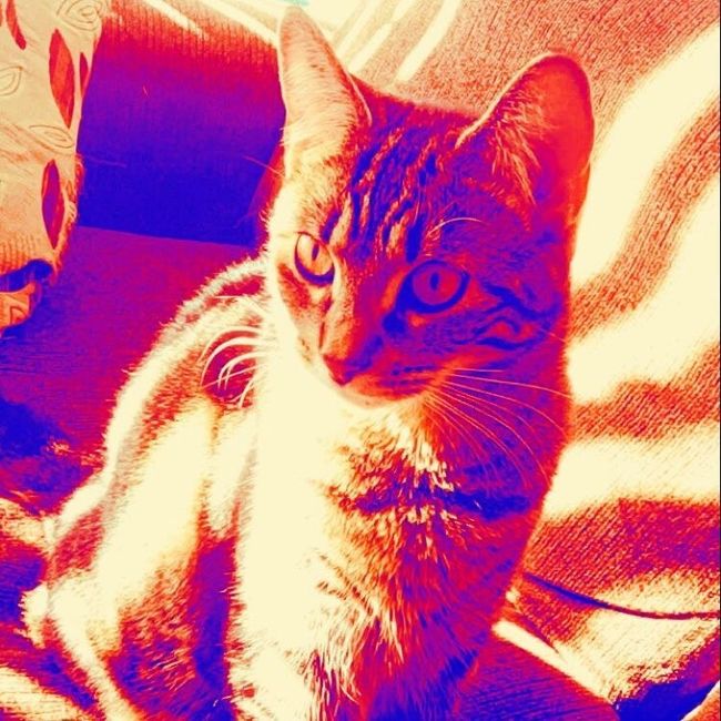 Show me your fur babies!
