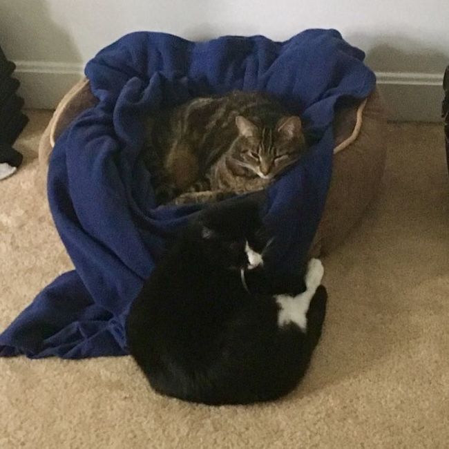 Nwr- show me your fur babies