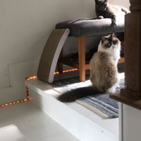 Blending Fur-families! - 1