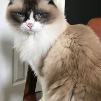 Blending Fur-families! - 2
