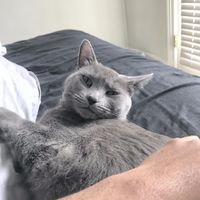 Blending Fur-families! - 3