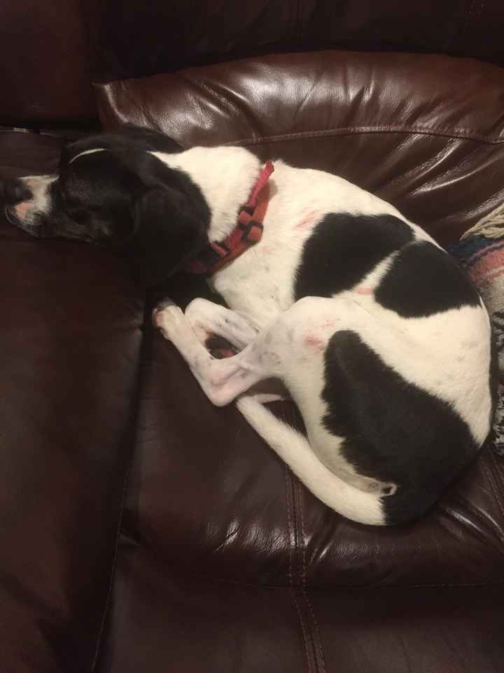 If you're not laughing you're crying- cute dog pic