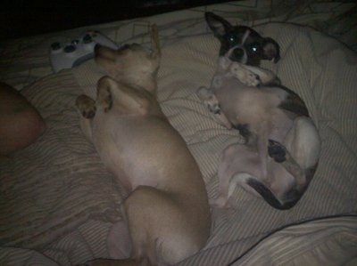 NWR: Show off your fur baby!