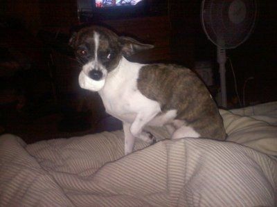 NWR: Show off your fur baby!