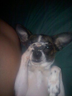 NWR: Show off your fur baby!