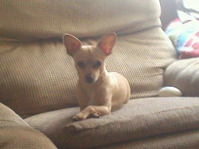 NWR: Show off your fur baby!