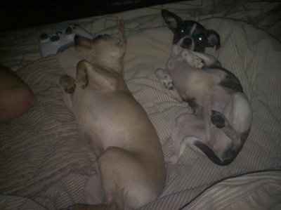 NWR: Show off your fur baby!