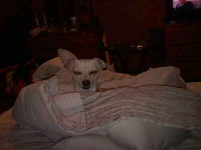 NWR: Show off your fur baby!