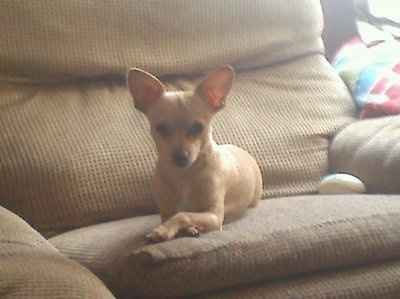 NWR: Show off your fur baby!