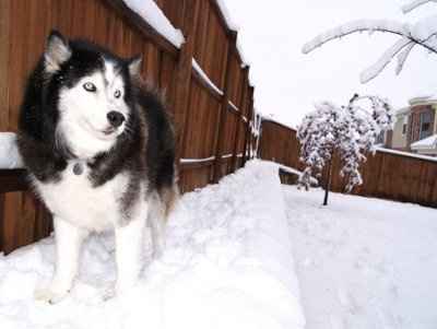 SBR: Meet my Fur-babies, lets see yours too