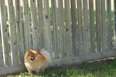 SBR: Meet my Fur-babies, lets see yours too