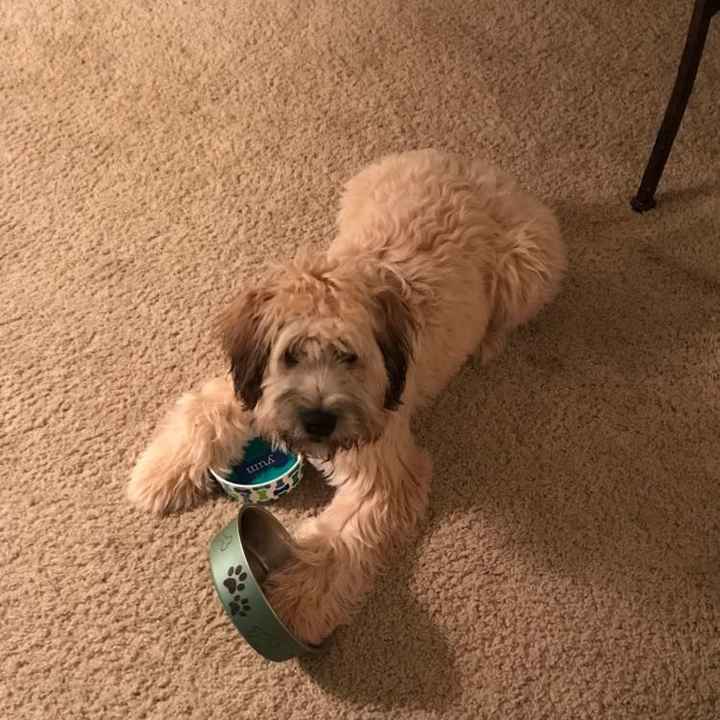 NWR: National Dog Day!