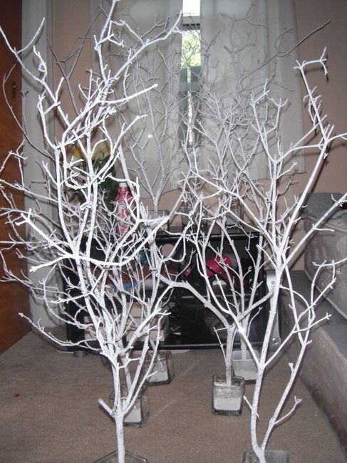 Anyone tried making these indoor trees? Pic