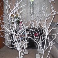 Anyone tried making these indoor trees? Pic