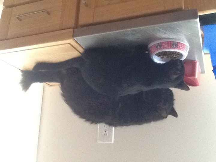 NWR:  It's Feline Friday...