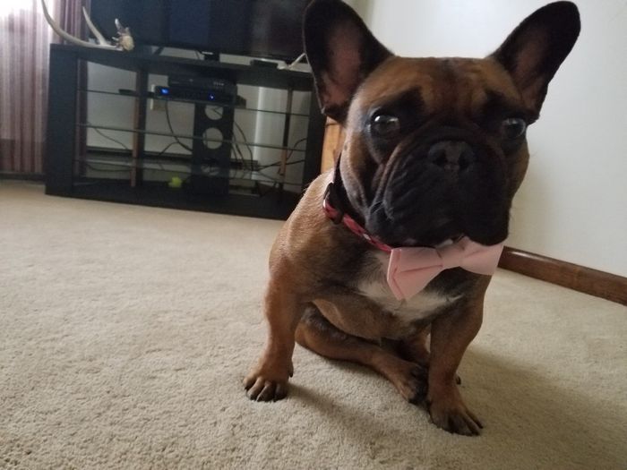 Thinking about including our furbabies 4