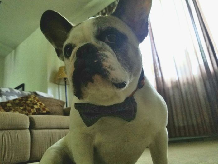 Thinking about including our furbabies 5