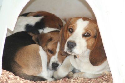 NWR - Furry Friends