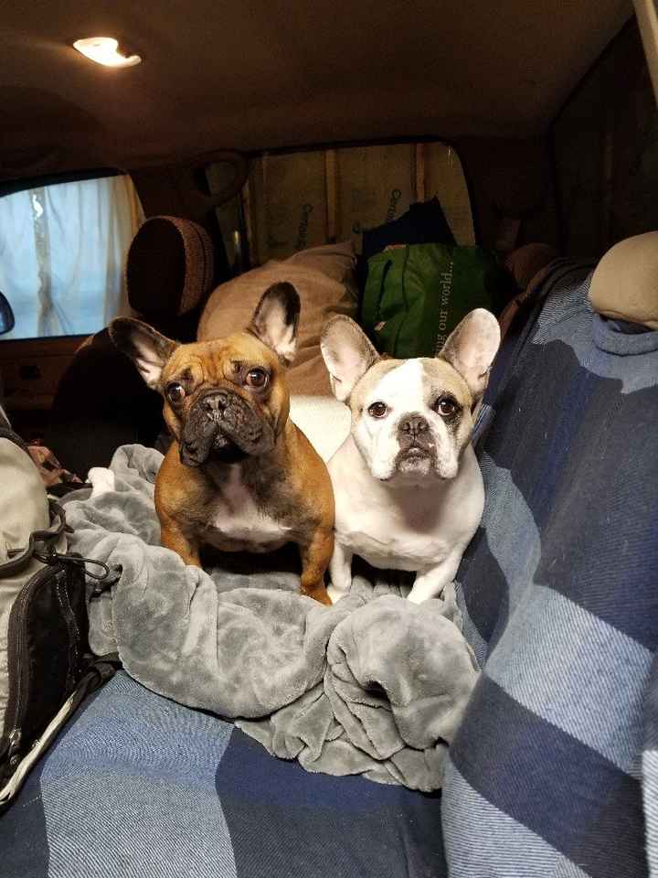 Show me your fiance and pet - 1