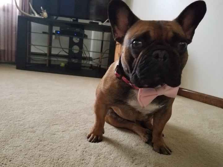 Thinking about including our furbabies - 1