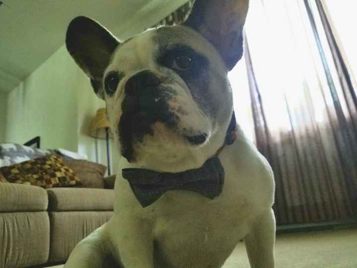 Thinking about including our furbabies - 2