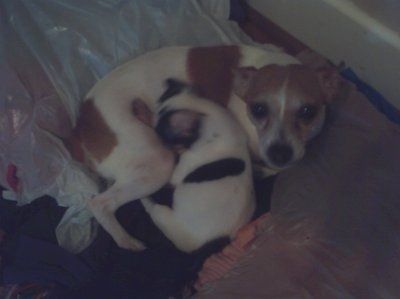 NWR: Lets see our pets!!