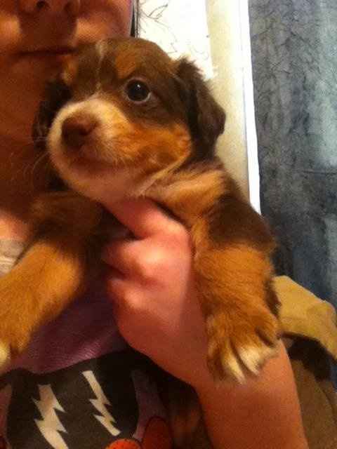 NWR- FH brought home 3 puppies