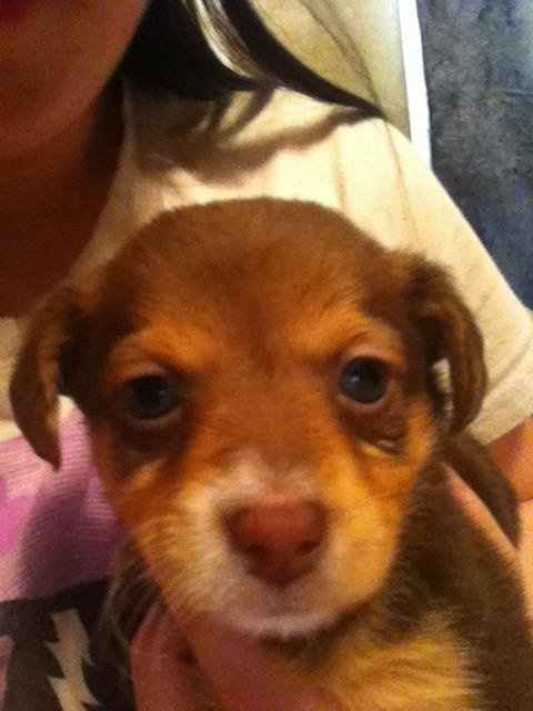 NWR- FH brought home 3 puppies