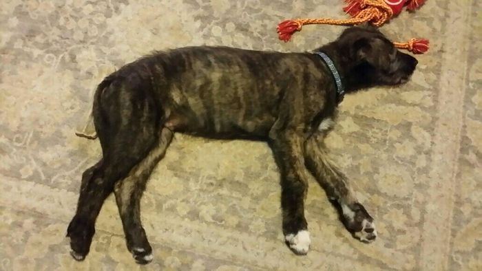 NWR: Puppy Friday!!