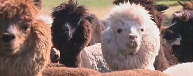Anyone want to adopt a llama?