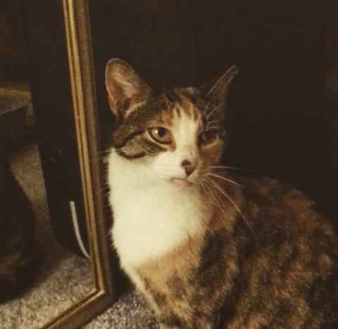 Positive thoughts and pictures of fluffy pets please