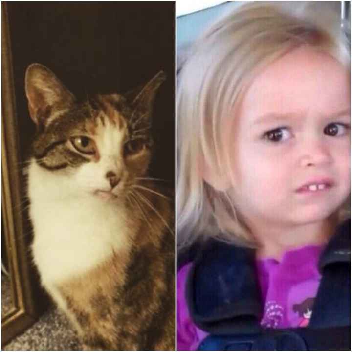 NWR: Pet Owners...Can we play a fun game? :D