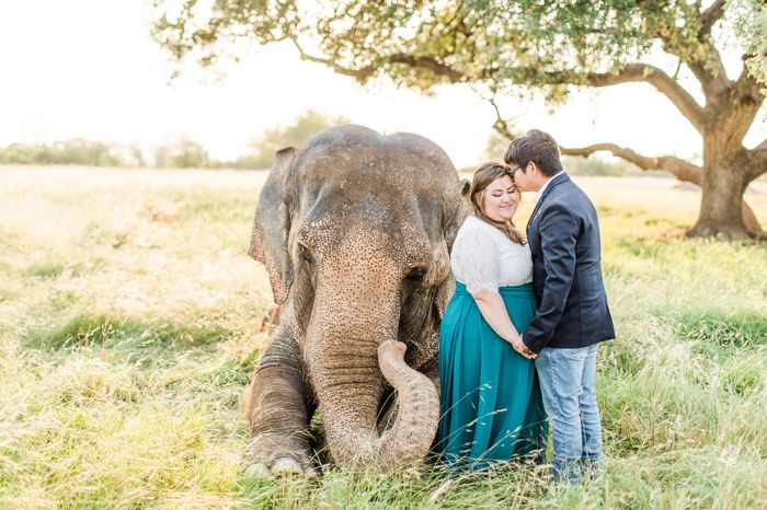 Elephant Engagement Photos 1