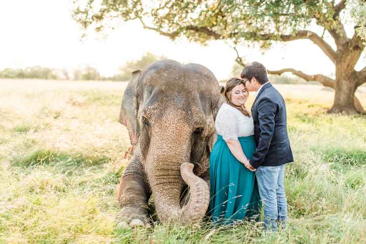 Elephant Engagement Photos - 1