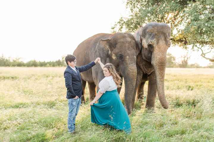 Elephant Engagement Photos - 2