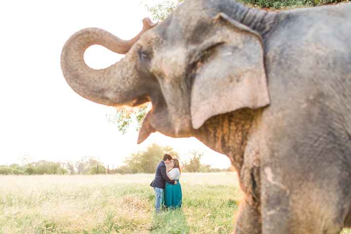 Elephant Engagement Photos - 3