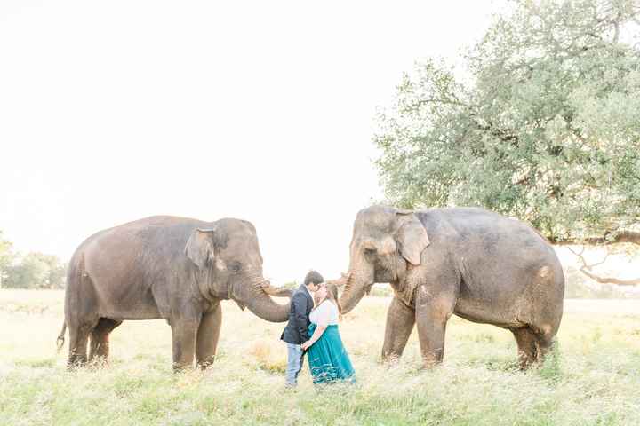 Elephant Engagement Photos - 4