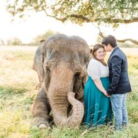 Elephant Engagement Photos - 1