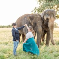Elephant Engagement Photos - 2
