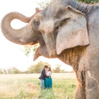 Elephant Engagement Photos - 3