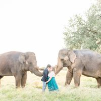 Elephant Engagement Photos - 4