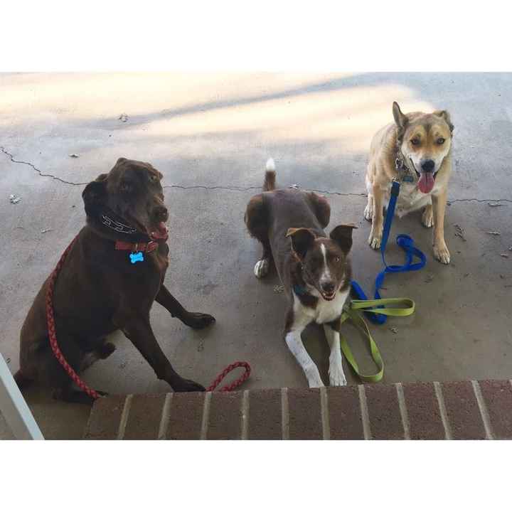 NWR: National Dog Day!