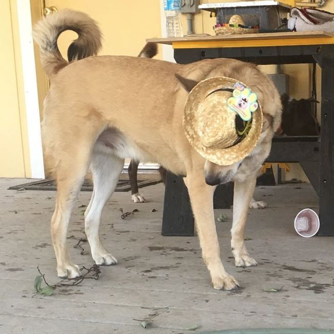 NWR: Do your pets celebrate Halloween?