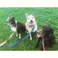 NWR: Puppies and fur babies!