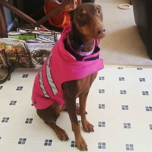 Today is National Pet Day! Let's see those fur babies :)