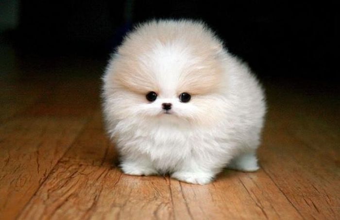 Cutest Thing You'll See All Day
