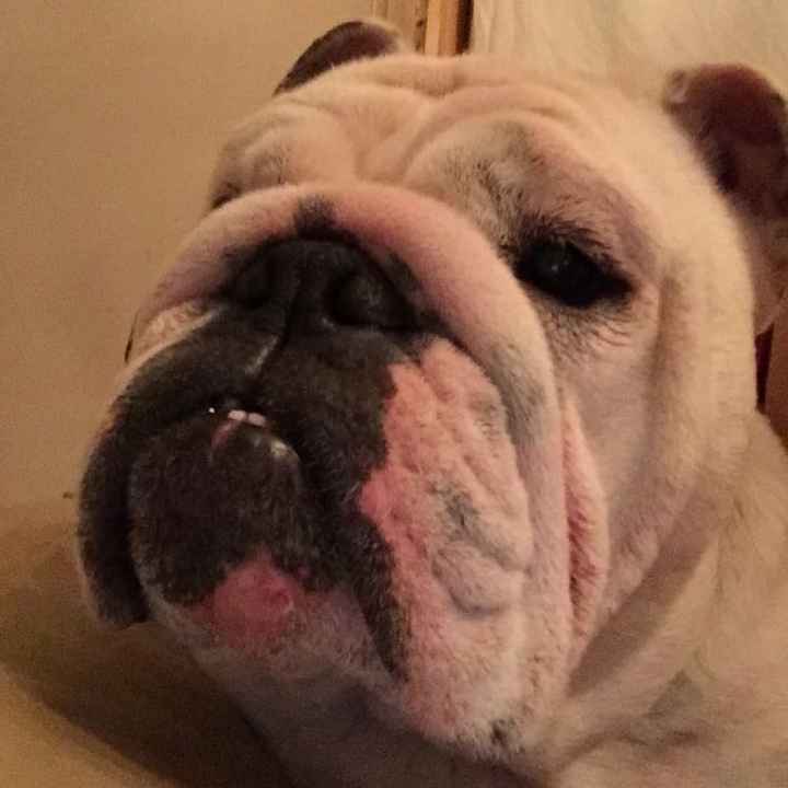 NWR: post pics of your pets!!