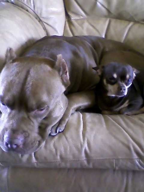 Show me your puppies!